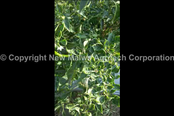 herbal virucide for plants in india